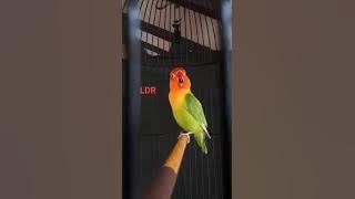 LOVEBIRD KONSLET PARAH - LENDIR SQUAD BOGOR