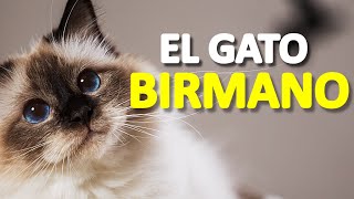 Gato BIRMANO - El gato de ojos Zafiro by ABC del mundo Animal 1,222 views 9 months ago 9 minutes, 9 seconds