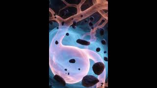 ๐ชจBillary & Oxalate Crystal Clearance(Post Gall bladder removal included) Frequency Healing Field