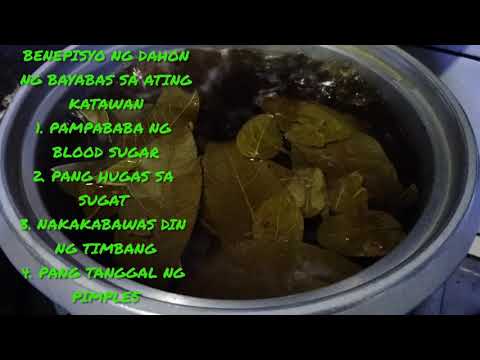 Video: Pag-aani ng Dahon ng Bayabas Para sa Tsaa - Pag-aani ng Mga Benepisyo Ng Guava Leaf Tea