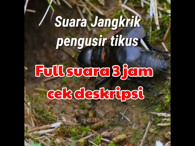 SUARA JANGKRIK PENGUSIR TIKUS - AMPUH class=