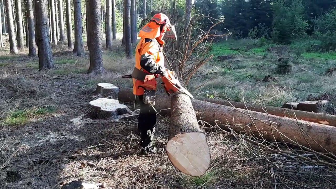 Tree felling with a Husqvarna 560XP chainsaw - YouTube