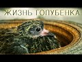 Трогательная история жизни голубенка с 1 дня до полета - удивительное видео, редкие моменты