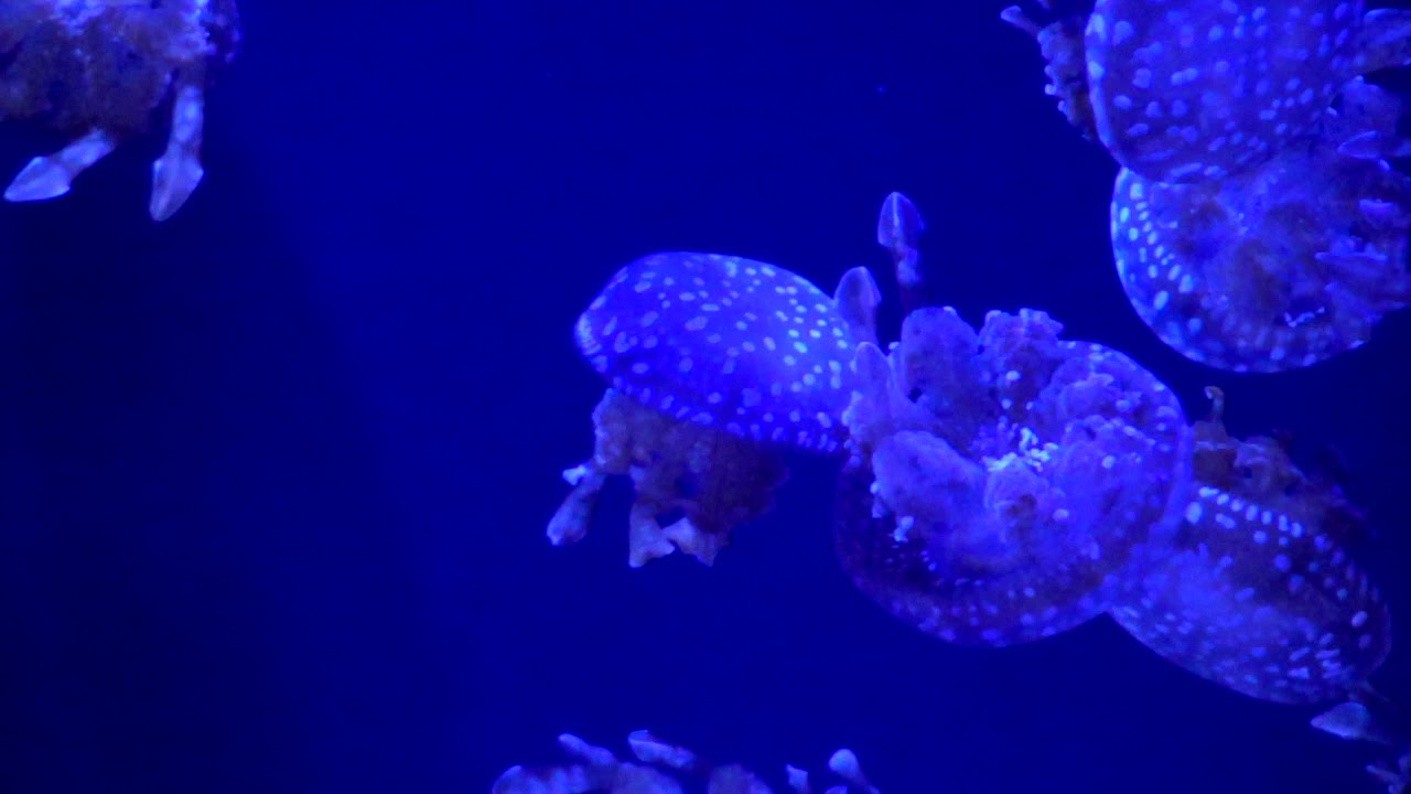 タコクラゲ - YouTube