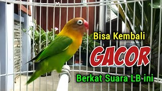 Berkat SUARA BURUNG LOVEBIRD INI, Labet Yang Semula Malas Bunyi, Bisa Kembali GACOR Nyaut Ngekek