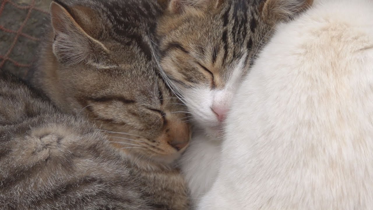 Cats from Kakara Island (Yobuko, Saga Prefecture)/加唐島の猫たち(佐賀県呼子)