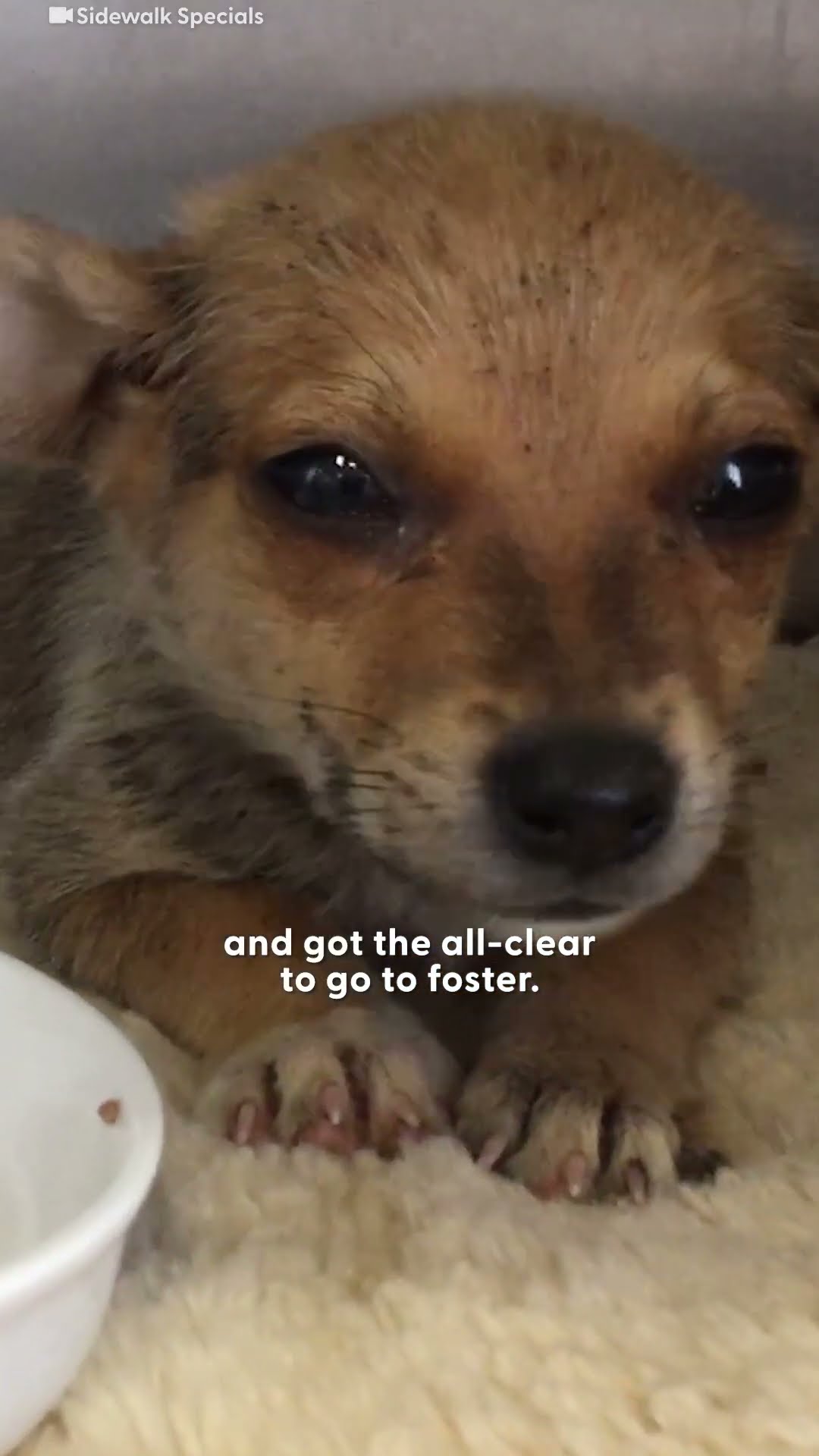 Tiny Puppy Was Smaller Than The Piece Of Bread He Found | The Dodo