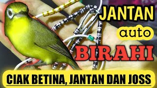 CIAK JOS BETINA DAN JANTAN - PEKATIK ANDELAN