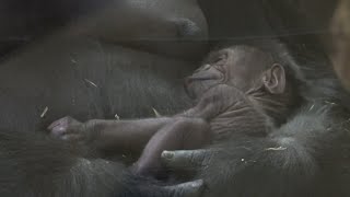 It's a boy: Endangered gorilla born at Chicago zoo