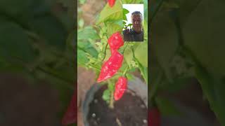 ESSA É FRACA #pimenta #fouryou #viral #ardida #Jesus