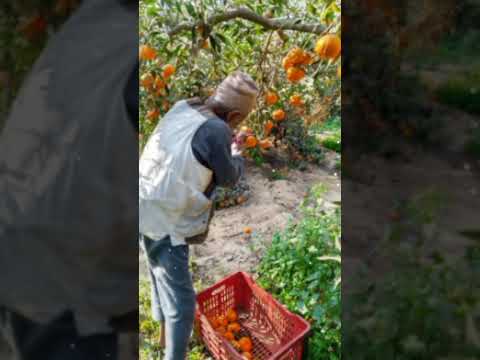 مفيش احلى من رزق الحلال