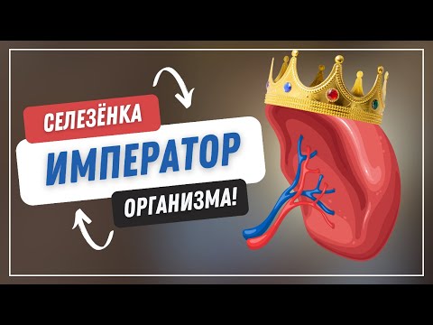 Как помочь своей селезенке? | Роман Полежаев