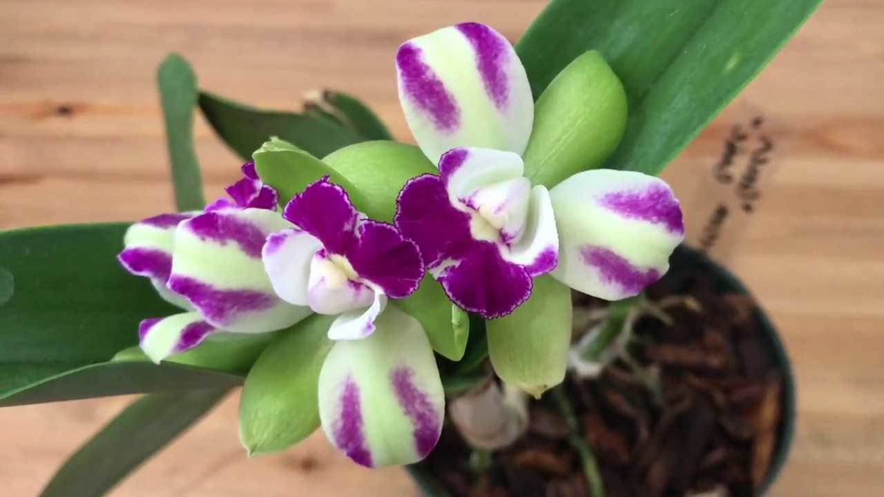 Orchid seedling Purple Cattleya RLC Yen Corona Green Genie live plant Orchid seedling Purple Cattleya RLC Yen Corona Green Genie live plant