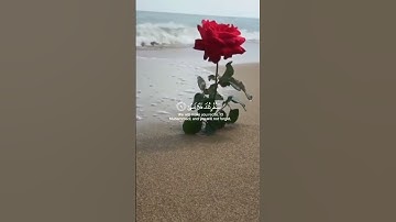 تلاوة هادئة خاشعه لراحة قلبك 💚🌼#احمد_النفيس