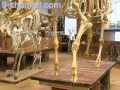 Днепропетровские студенты создали уникальный скелет редкого животного ВИДЕО   Девятый Канал   Mozilla Firefox