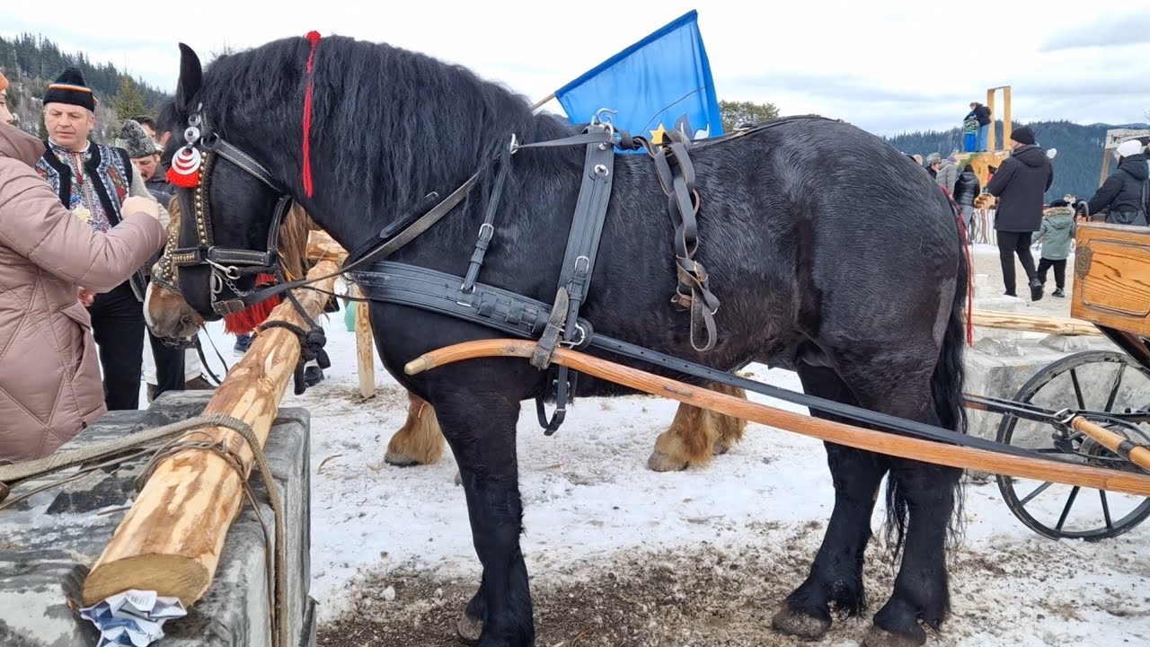 Tradiții la Panorama Bucovinei: Alaiul de pe Culme din Sadova Paradă Cai de Rasă & Câini Ciobănești💪