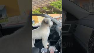 Soft Coated Wheaten Terrier Puppies