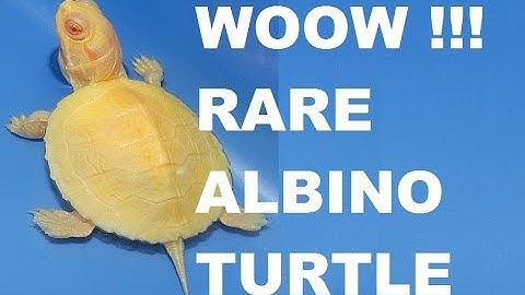 Albino Soft shell turtle Viral vedio | Aqua pets