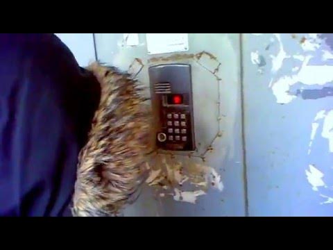 Девочка звонит в домофон мем Pikap "Звоним в Домофоны" - YouTube