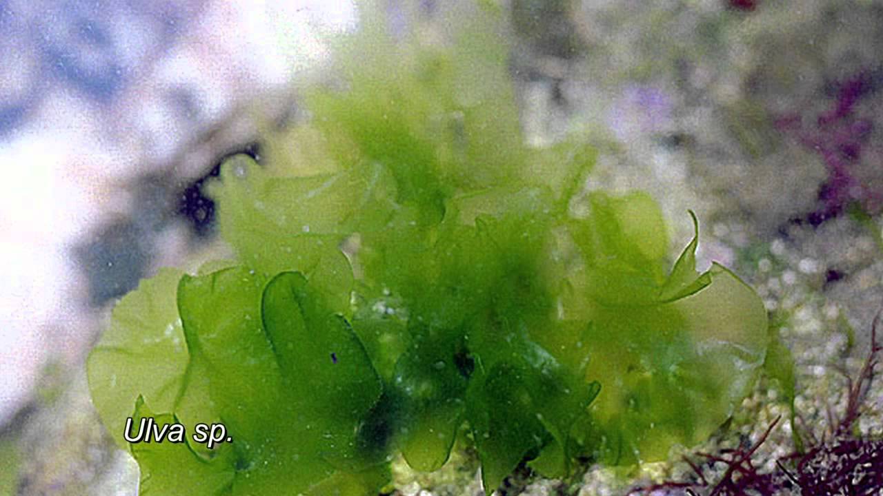 Resultado de imagem para Algas verdes ou ClorofÃ­ceas
