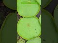 Victoria amazonica ou lotus gant  lotogigante victoriaamazonica plantas flordeloto