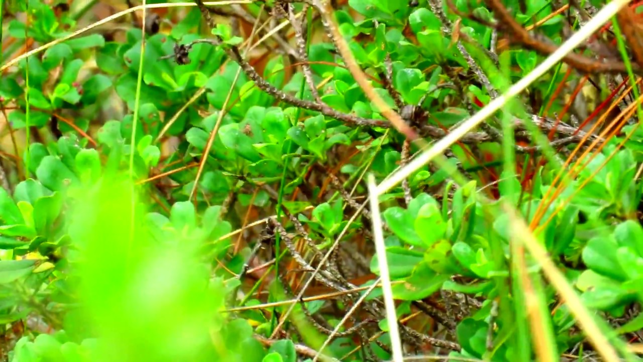Near endemic, Asthenes perijana , Perija Thistletail, Perijá