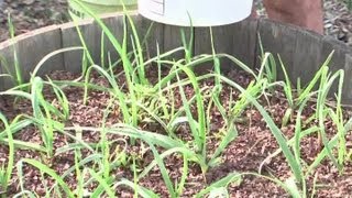 Ideas for Cocoa Bean Mulch : Planting Tips