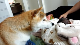 甘えたいけど・・・赤ちゃんを見守る柴犬