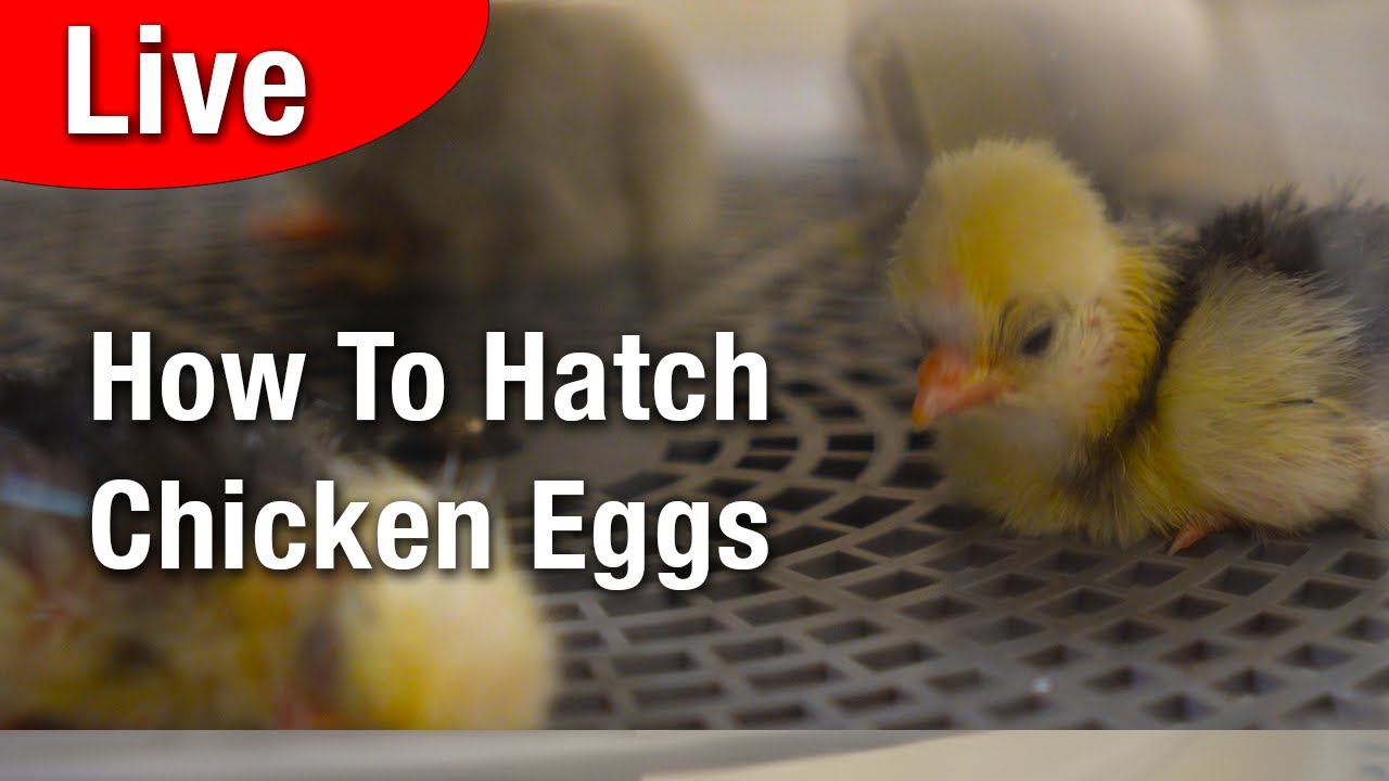 LIVE - How to Hatch Chicken Eggs: Complete Beginner's Guide