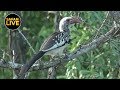 safariLIVE - Sunset Safari - March 19, 2019