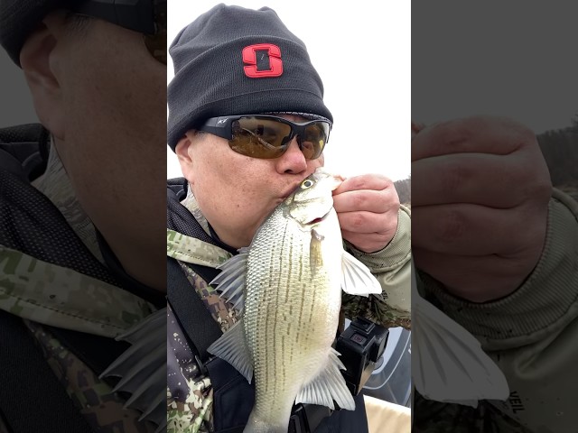 Fish Needs Love Too! MN/WI Border Waters Pool 4 Whitebass and Walleyes