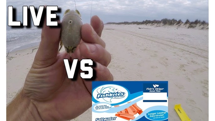 Catching Plenty of Fish off the Beach with Fishbites Artificial Bait!!! 