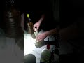 поймали крупного хариуса Жарим наслаждаемся нежным вкусом
