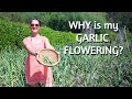 Garlic growing tips  how to use garlic flowersscapes for a bonus harvest  self sufficiency garden