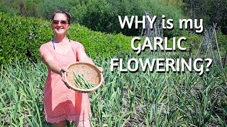 Garlic Growing Tips - How To Use Garlic Flowers/Scapes For A BONUS Harvest - Self Sufficiency Garden