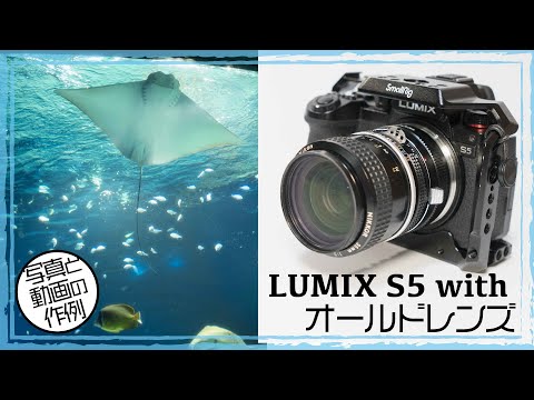 LUMIX S5にオールドレンズNIKKOR・35mmF2をつけて撮影。水族館へ行った