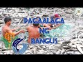 Milkfish farming in the philippines  bangus farming in the philippines  happy farmer  bfar