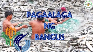 Milkfish farming in the Philippines | bangus farming in the Philippines | Happy Farmer | BFAR