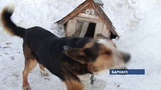 Кому и зачем понадобилось травить собак из приюта «Ласка»? Кому и зачем понадобилось травить собак из приюта «Ласка»?
