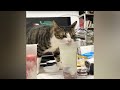 New funny animals   funniest cats and dogss   js vasan vlogs  02