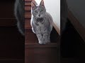 階段を降りる16歳の猫 #Shorts