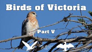 Birds of Victoria  Part V