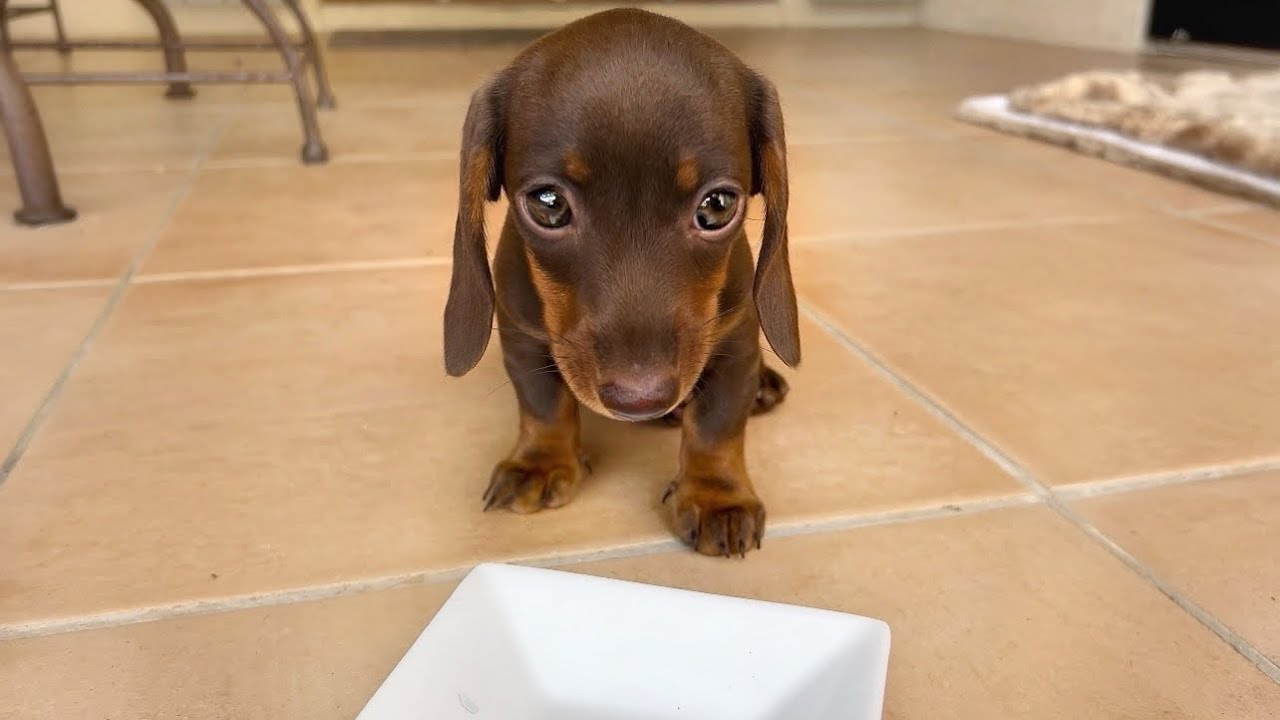 On holiday with a Mini Dachshund puppy- Puppy is eating raw food.