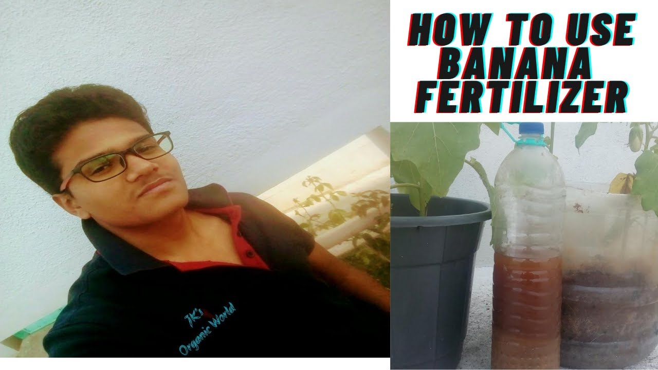  Banana FertilizerHow to use fertilizer Part 1* [easy way and