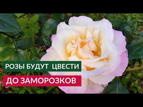 Осенние Цветение Роз.