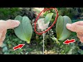 Just rice! Orchid leaves grow 200% of roots immediately and bloom super flowers