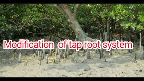 Vegetative morphology (part-3) Root Modifications of tap root,Class11Botany (in Tamil)