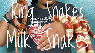 What’s the Difference Between King Snakes and Milk Snakes?