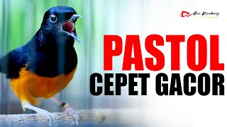 PANCINGAN DAN MASTERAN MURAI BATU PASTOL CEPET GACOR | SHAMA BIRD