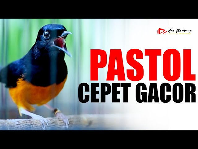 PANCINGAN DAN MASTERAN MURAI BATU PASTOL CEPET GACOR | SHAMA BIRD class=